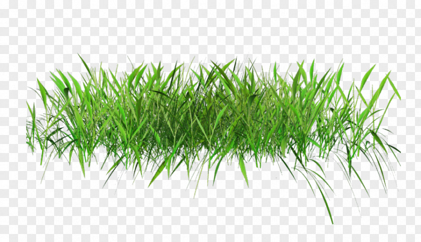 Spring Green Lawn Desktop Wallpaper Clip Art PNG