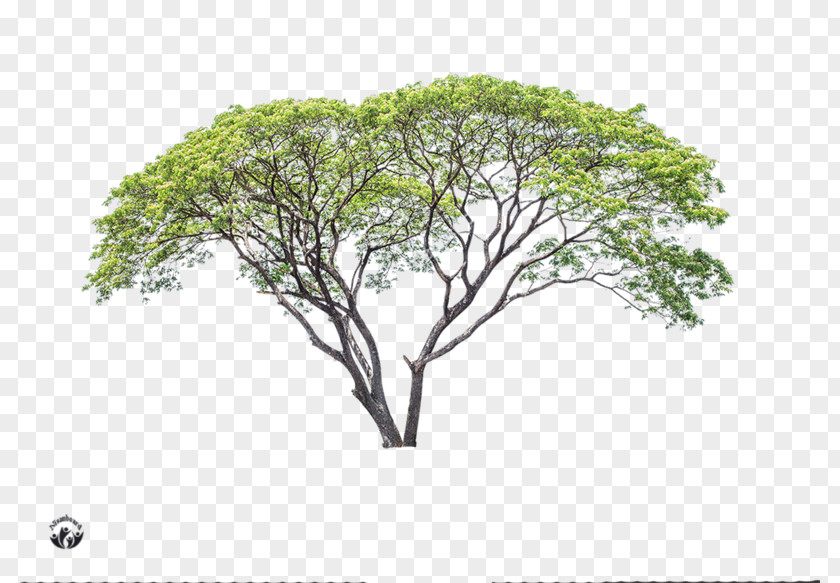 Tree Branch Advertising PNG