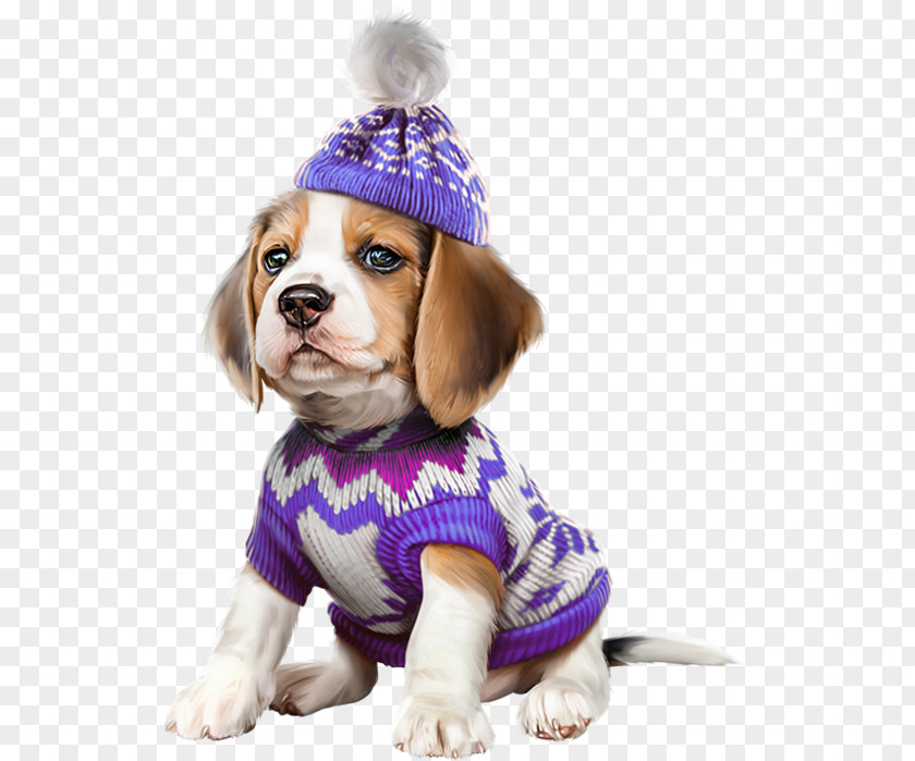 A Hat With Beagle Cavalier King Charles Spaniel Bulldog Puppy Kitten PNG