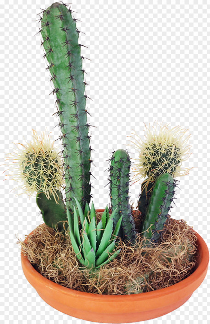 Cactus Cactaceae Succulent Plant Clip Art PNG