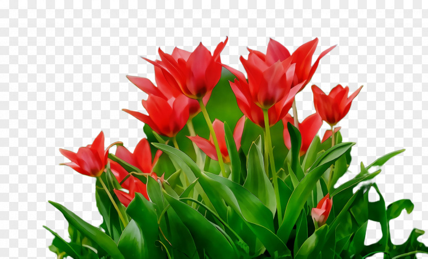 Castilleja Lily Family Flower Flowering Plant Tulip Petal PNG