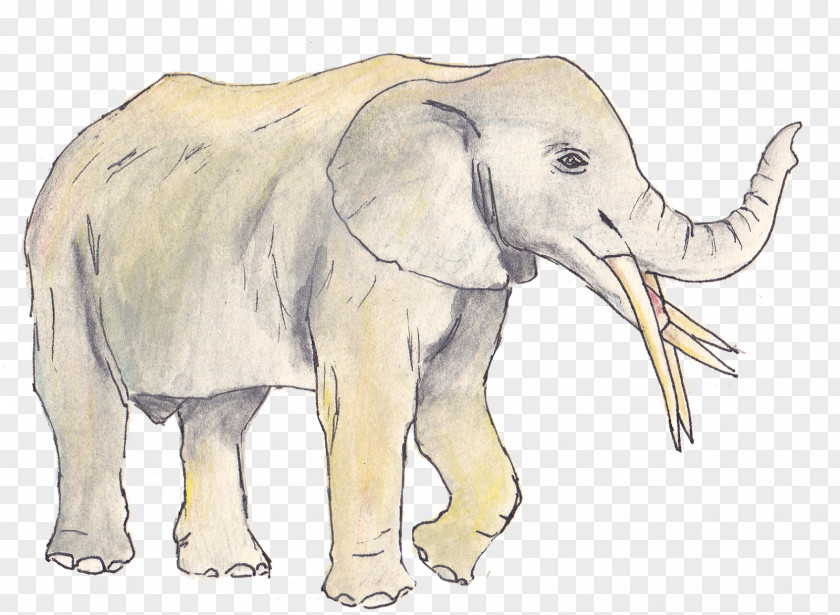 Elephants African Elephant Indian Animal Tusk PNG