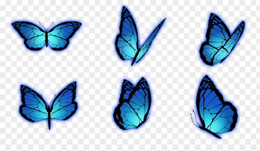 Gal Brush-footed Butterflies No Yo Ta Wo PNG