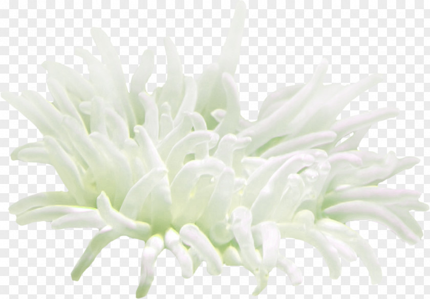 GIF PhotoFiltre Jellyfish Coral PNG