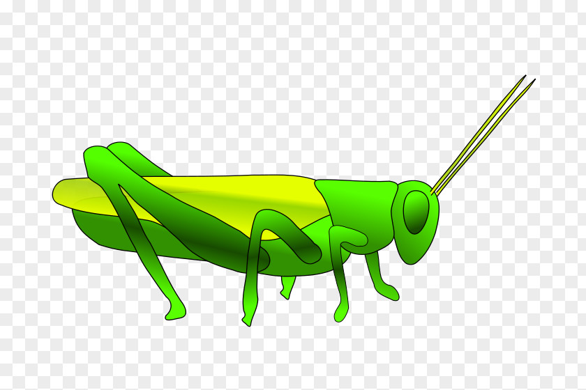 Grasshopper Clip Art PNG