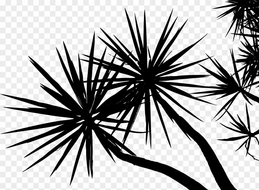Palm Tree Branch Arecaceae Plant Twig PNG