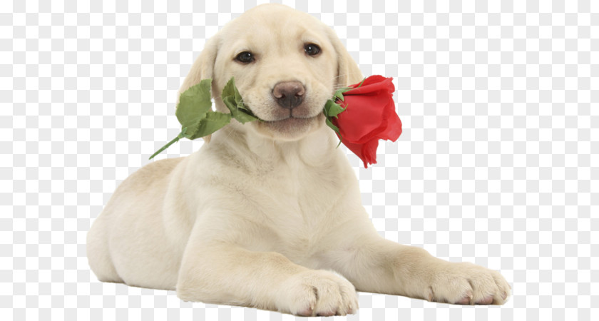 Puppy Labrador Retriever Cat Valentine's Day Bull Terrier PNG