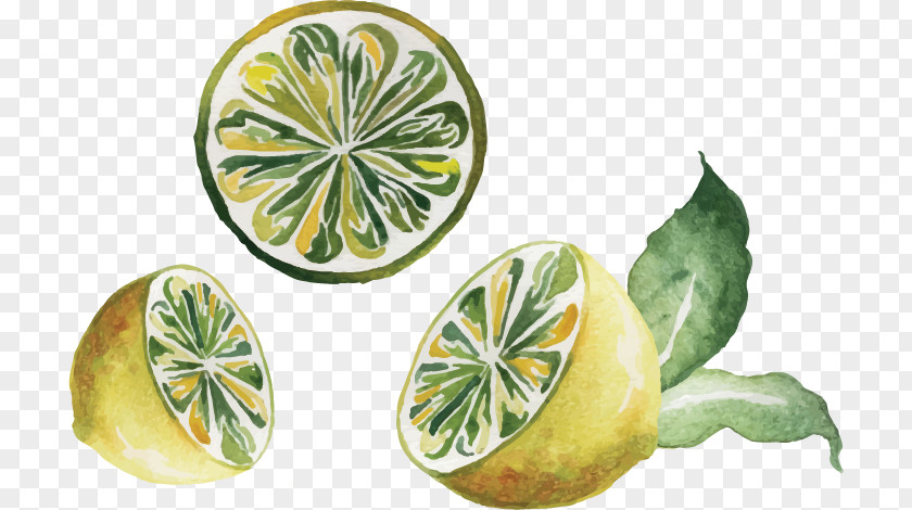 Vector Hand-drawn Illustration Lemon Watercolor Painting Drawing PNG