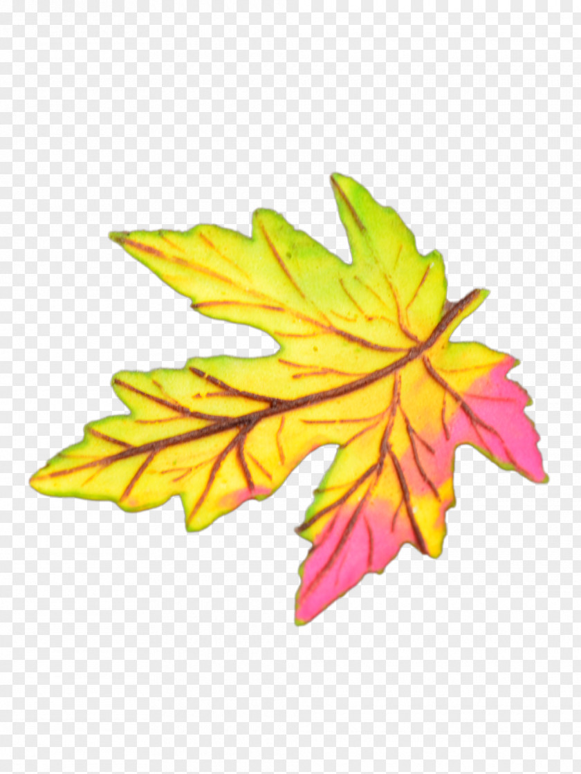 Foglia Pictogram Maple Leaf Buffet Confectionery Petal PNG