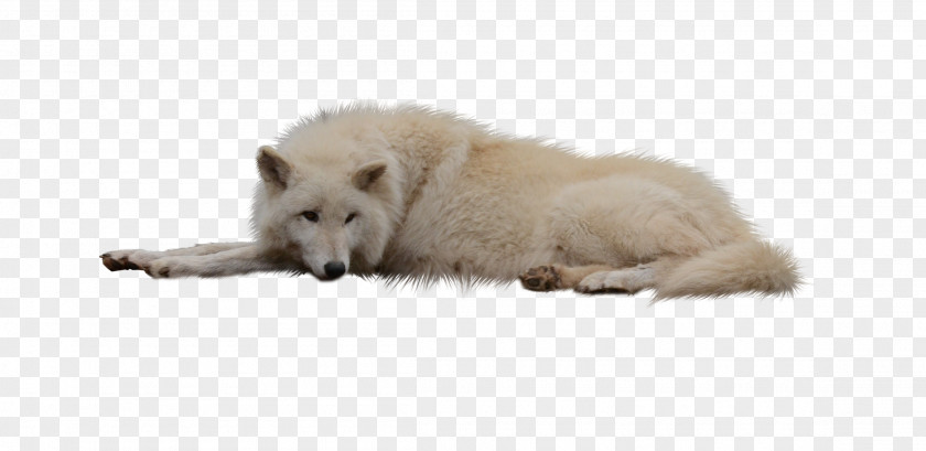 Puppy German Shepherd Arctic Wolf Black Canidae PNG