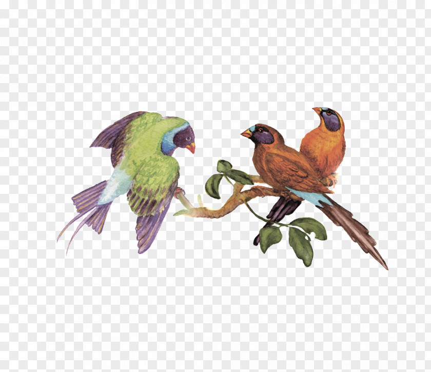 Bird Cartoon Clip Art Parrot Macaw Vector Graphics PNG