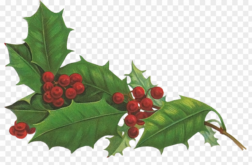 Christmas Holly Aquifoliales Holiday Snowman PNG