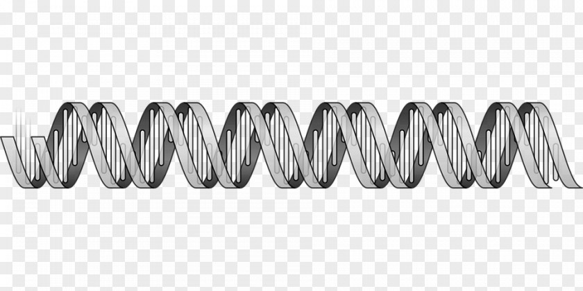 Nucleic Acid Double Helix DNA Sequence Biology PNG