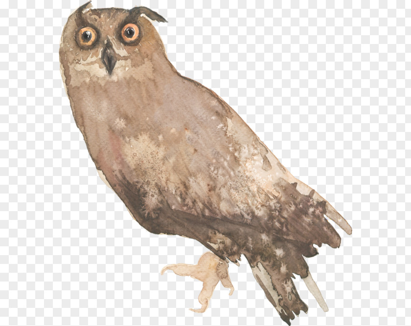 Owl Beak Clip Art PNG