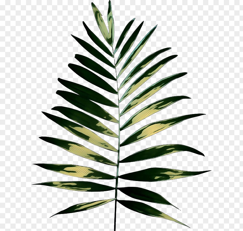 Palm Trees Plants Plant Stem Clip Art PNG