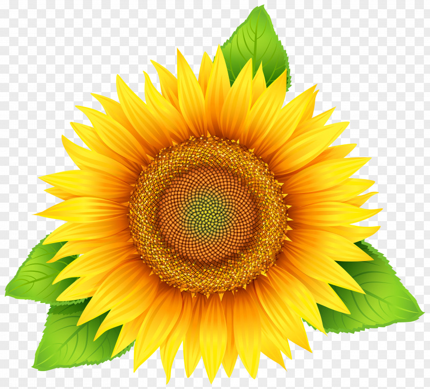 Sunflower Clipart Image Common Pixel PNG
