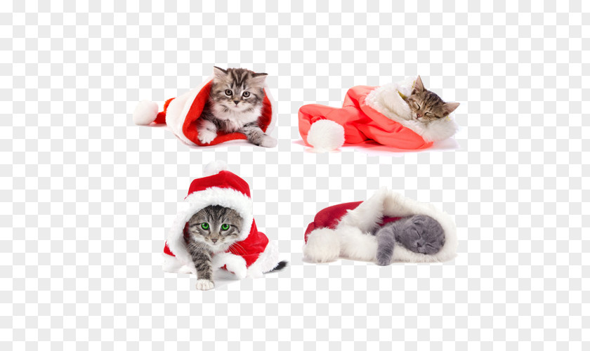Christmas Cat Wearing Clothes Siamese Kitten Santa Claus Wallpaper PNG
