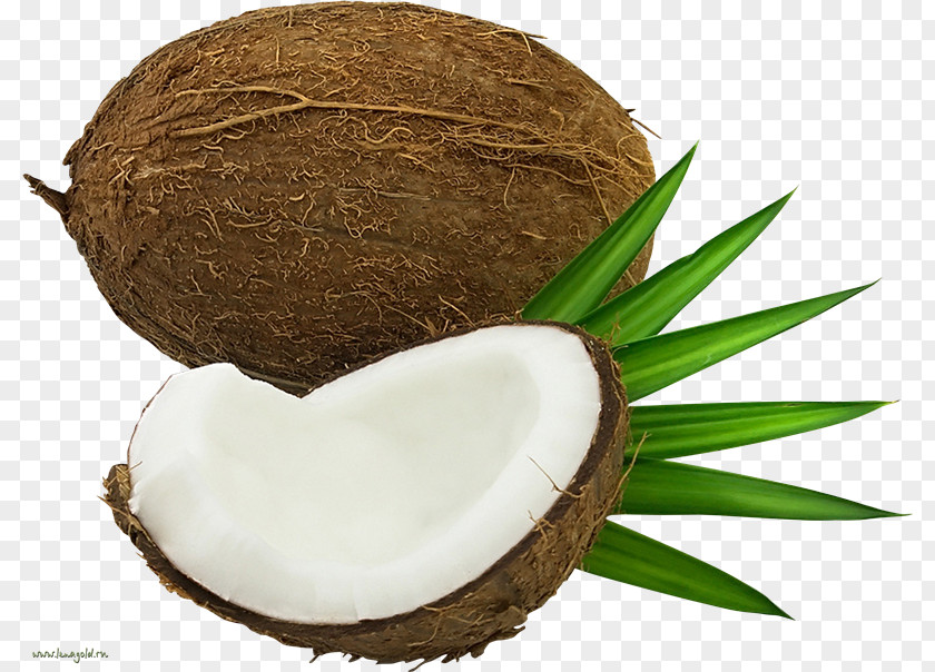 Coconut Water Clip Art PNG