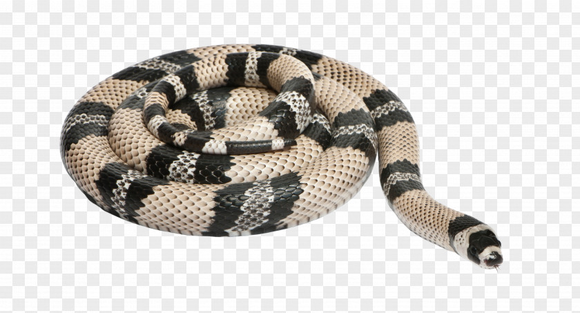 Entrenched Snake Honduran Milk Reptile Sinaloan Stock Photography PNG