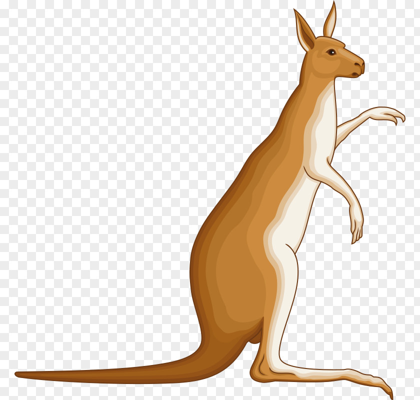 Kangaroo Macropodidae Clip Art PNG
