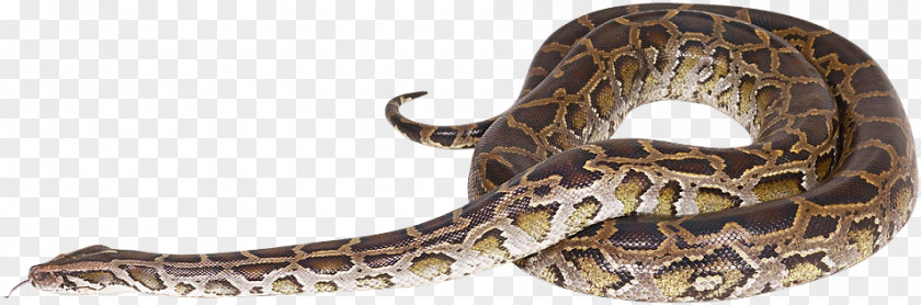 Snake Rattlesnake Reptile Vipers Rendering PNG