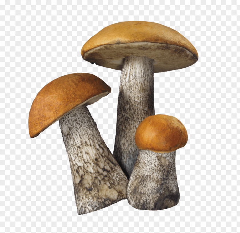 A Three Small Mushrooms Edible Mushroom Fungus Common PNG