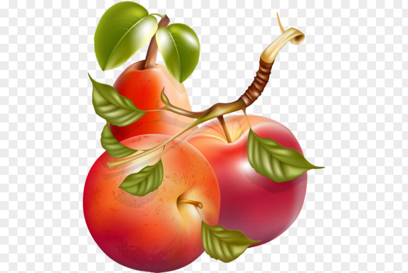 Apple Fruit Vegetable PNG