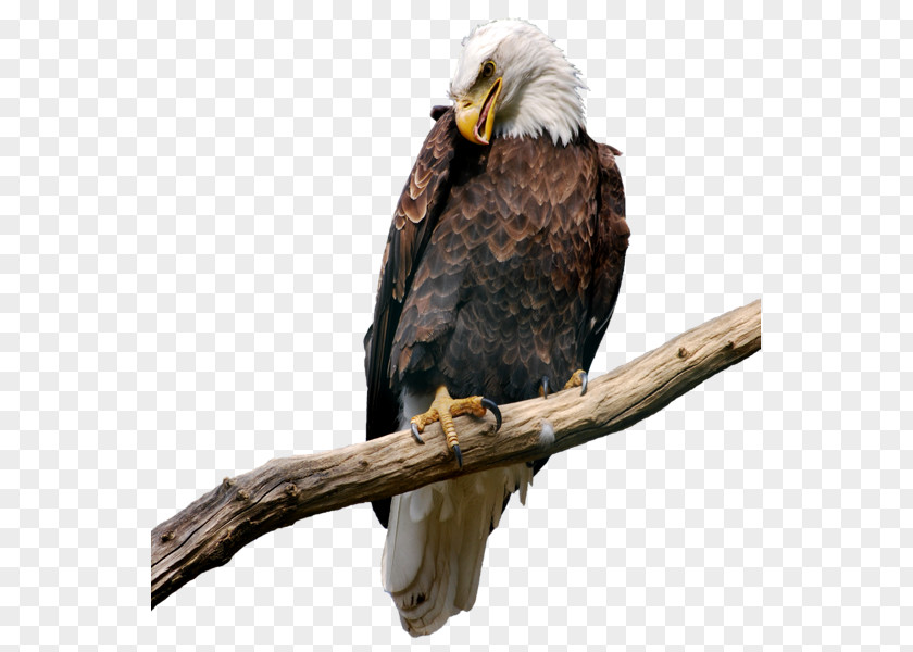 Aves Bald Eagle Bird Clip Art PNG