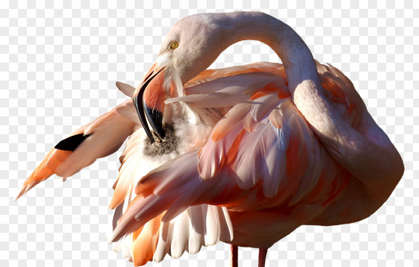 Bird Flamingos Clip Art Beak Image PNG