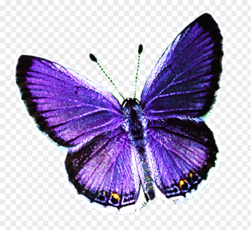 Butterfly Desktop Wallpaper Clip Art PNG