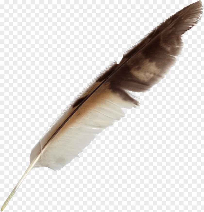 Feather Bird Quill Pen PNG