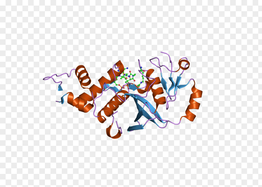 KAT5 Histone Acetyltransferase Protein PNG