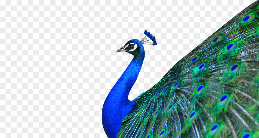 Peacock Peafowl Download PNG