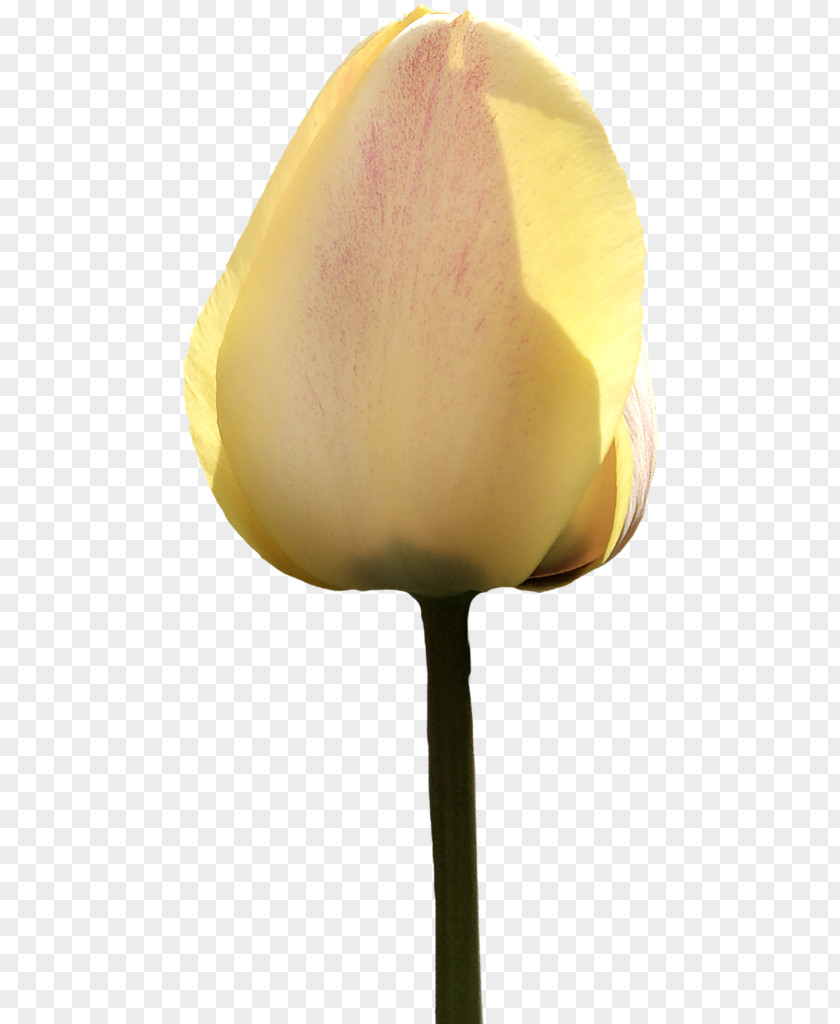 Tulip Petal Flower Painting Plant Stem PNG