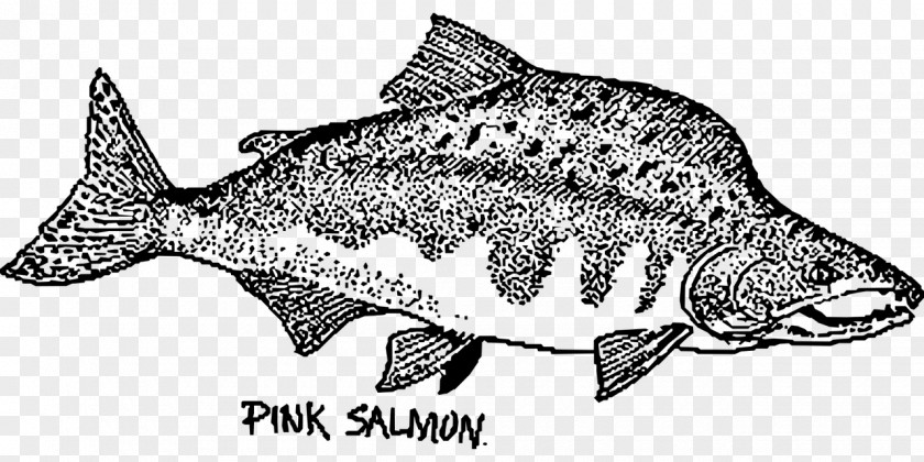 Fish Pink Salmon Chum Drawing PNG