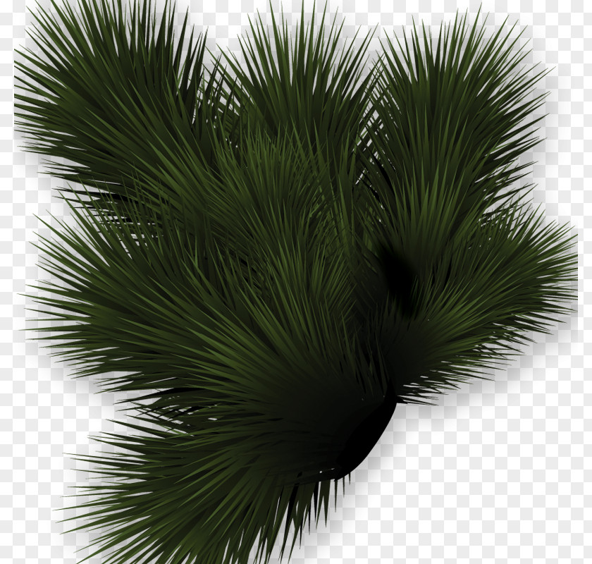 Grass Asian Palmyra Palm Lawn Meadow Clip Art PNG