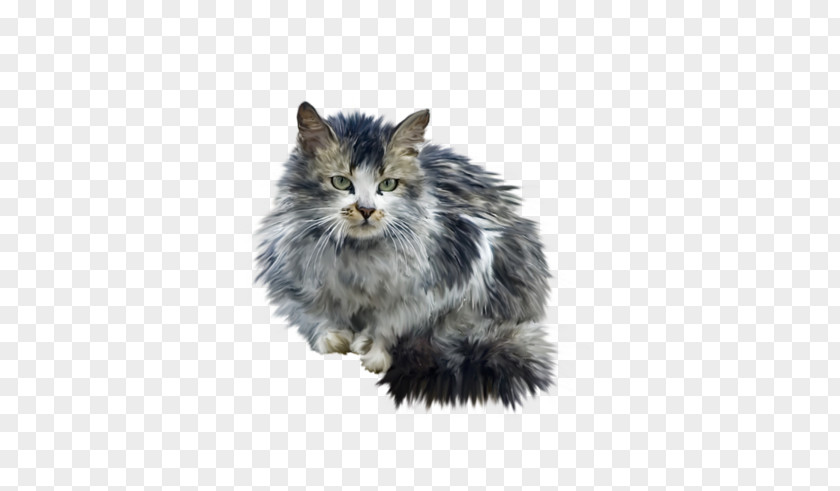 Looking At The Cat Norwegian Forest Whiskers PNG