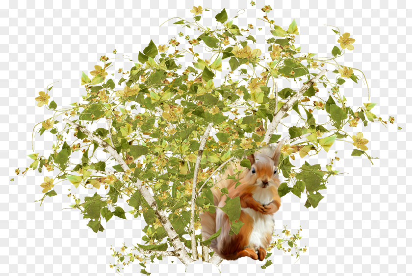 Squirrel Blog Shrub Clip Art PNG