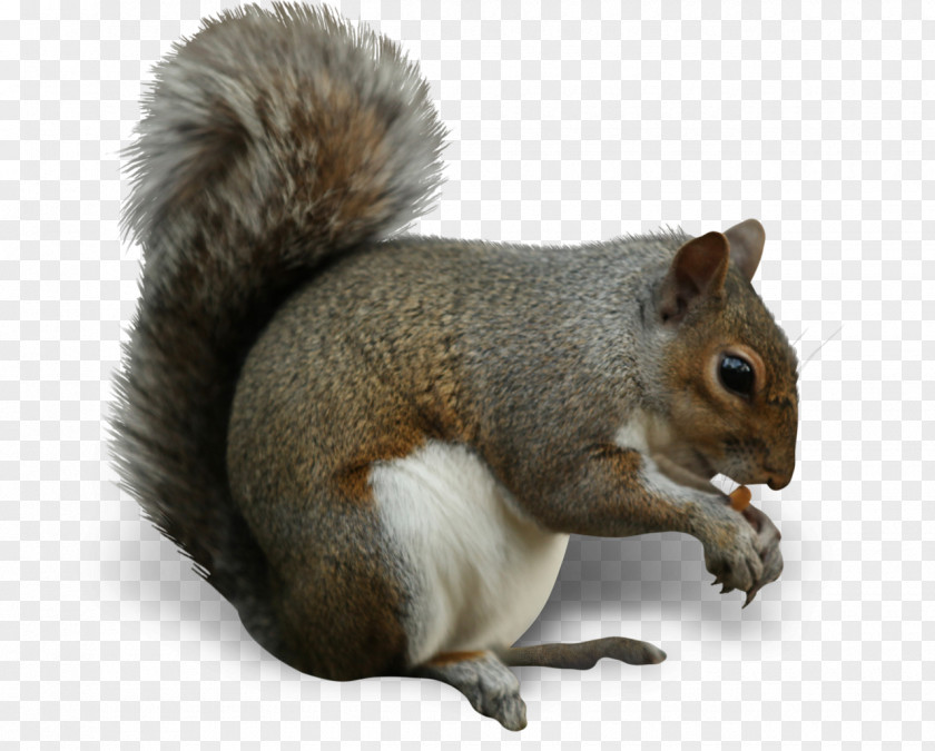 Squirrel Insect Nut Eating Cashew PNG