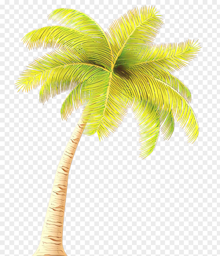 Terrestrial Plant Elaeis Palm Tree PNG