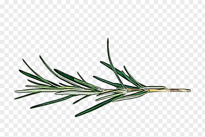 Tree Lodgepole Pine Rosemary PNG