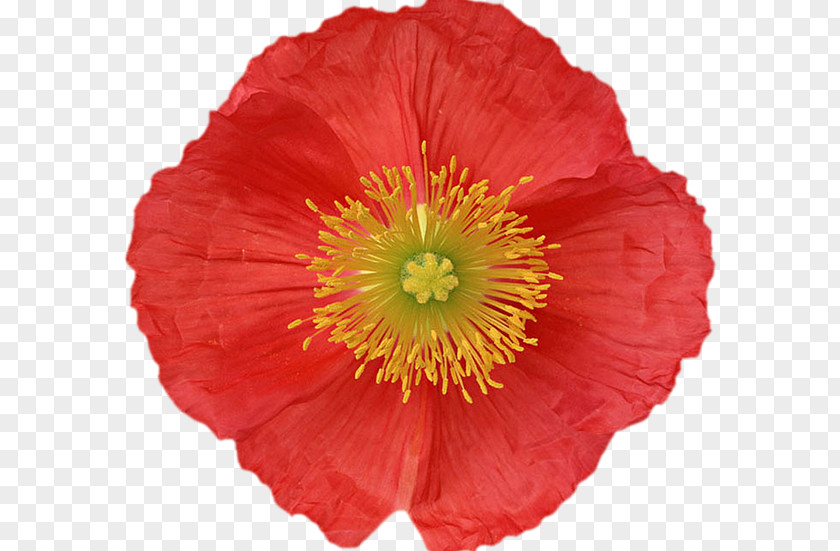 Flower Poppy Éducation Canine 31 Plant PNG