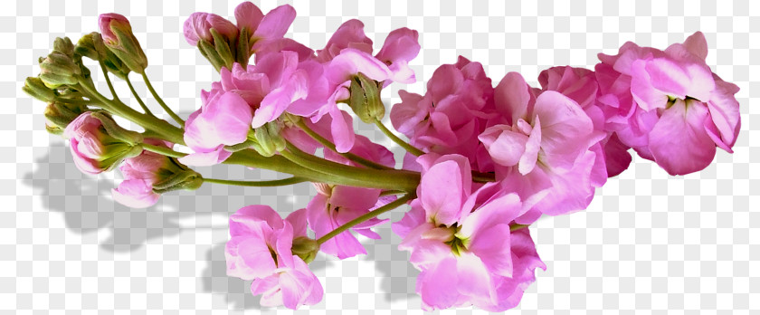 Flower Purple PNG