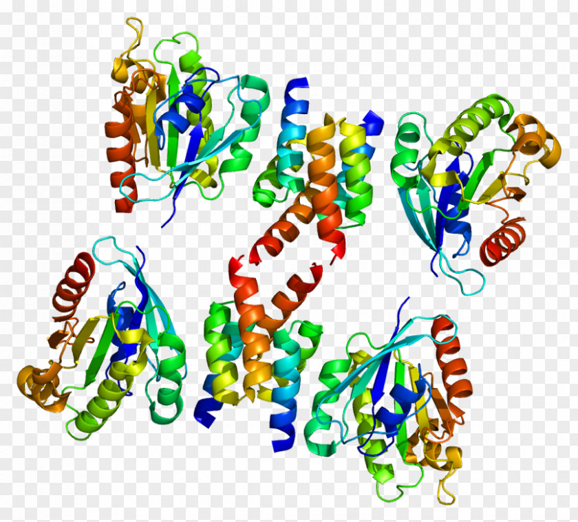 GOLGA4 ARL1 GOLGA1 Golgi Apparatus ADP Ribosylation Factor PNG