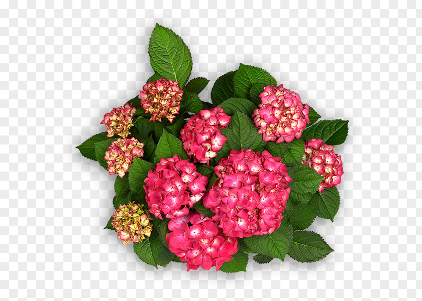 Hort Hydrangea Chelsea Flower Show Pink Blue White PNG