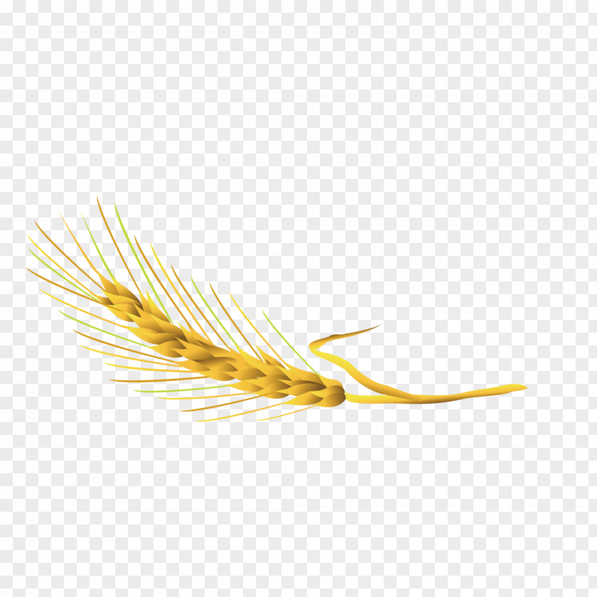 Mature Wheat Yellow Commodity Grasses Family PNG
