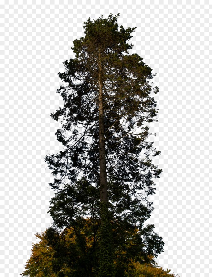 Pine Tree Spruce Fir Branch PNG