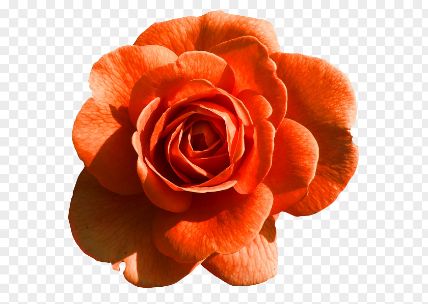 Rose Flower PNG