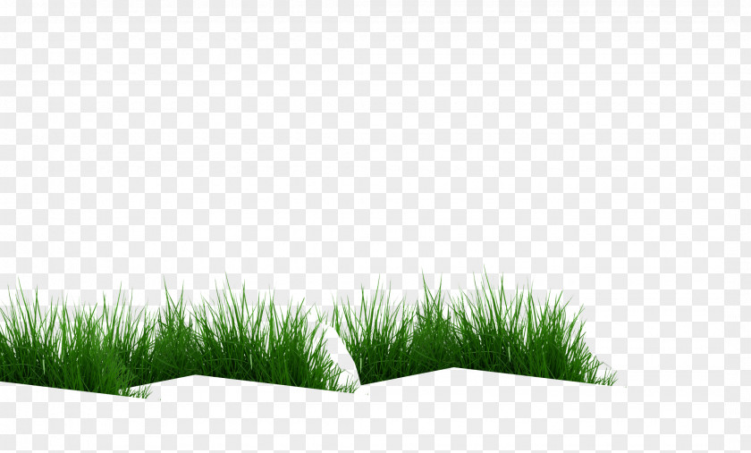 Cow Eating Grass Vetiver Commodity Chrysopogon PNG