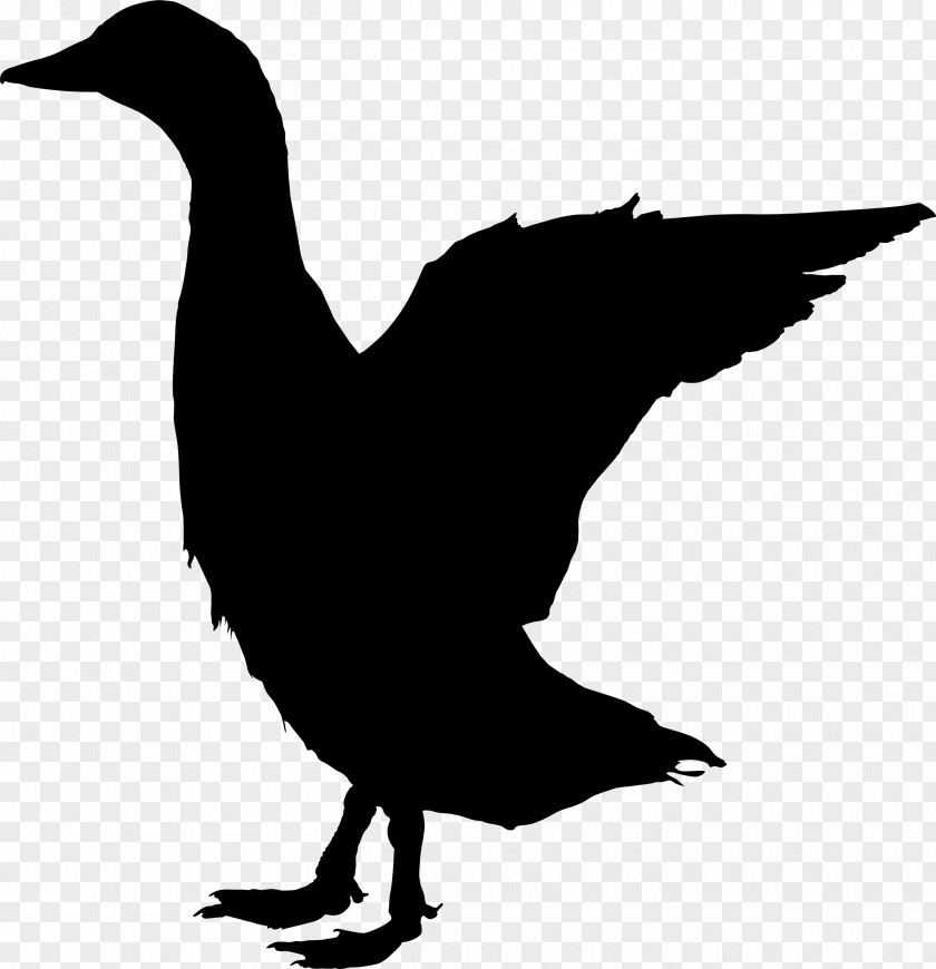 Duck Goose Clip Art Feather Fowl PNG